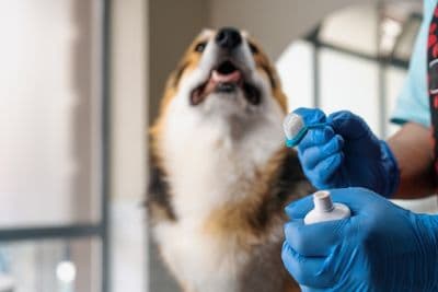Veterinarian